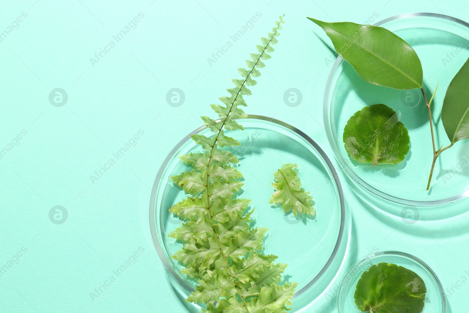 Photo of Petri dishes with different fresh leaves on turquoise background, flat lay. Space for text