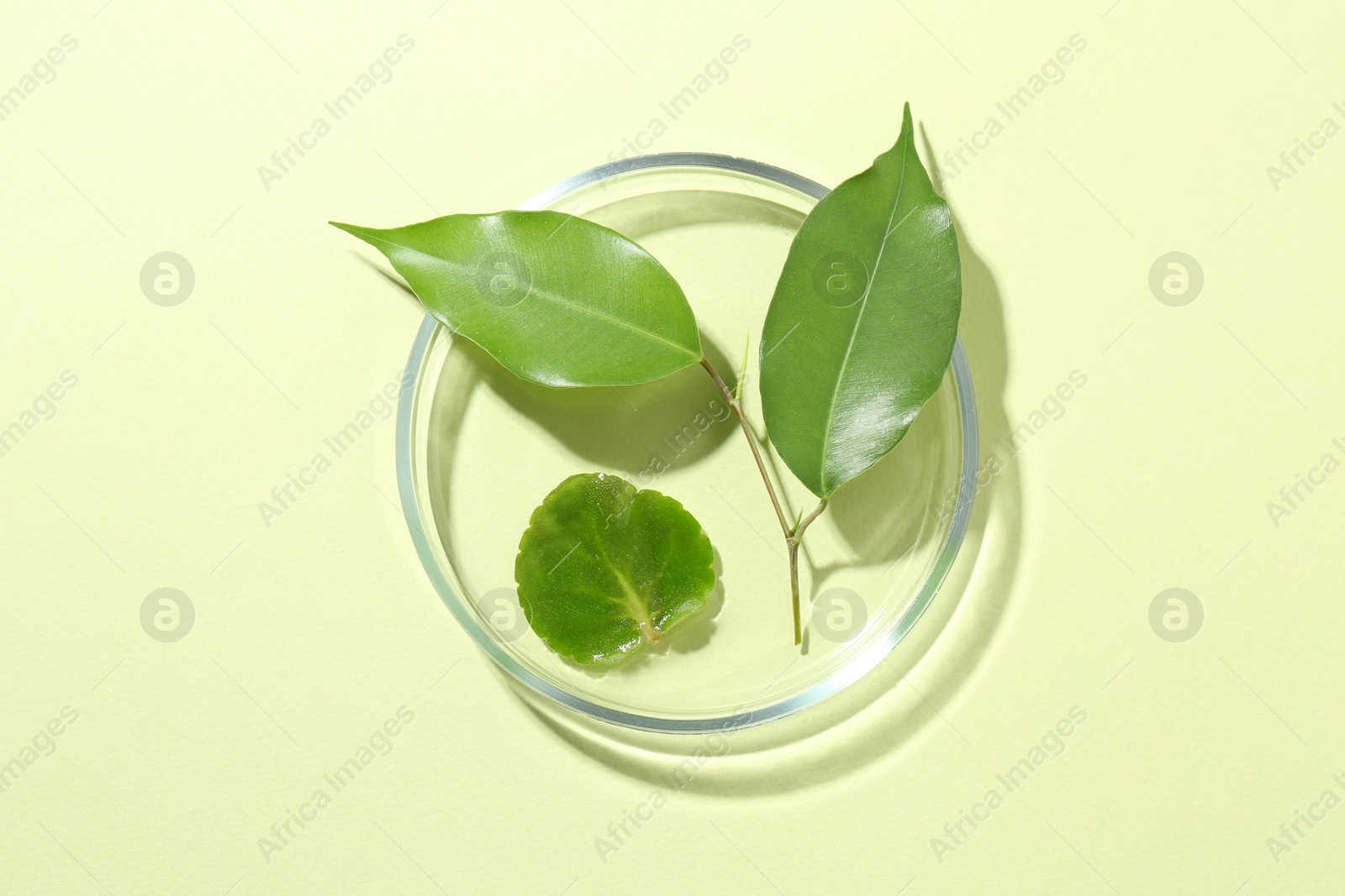 Photo of Petri dish with fresh leaves on light green background, top view