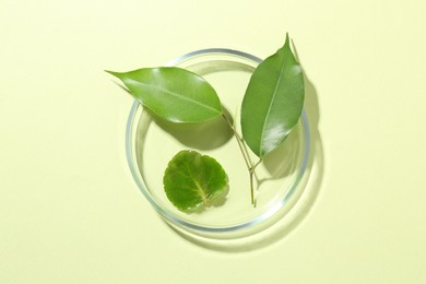 Petri dish with fresh leaves on light green background, top view