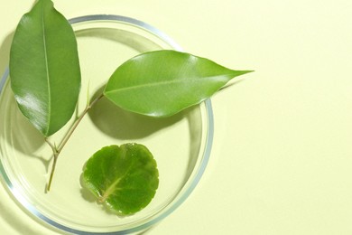 Petri dish with fresh leaves on light green background, top view. Space for text