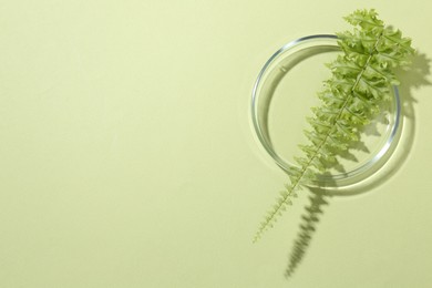 Photo of Petri dish with fresh fern leaf on light green background, top view. Space for text