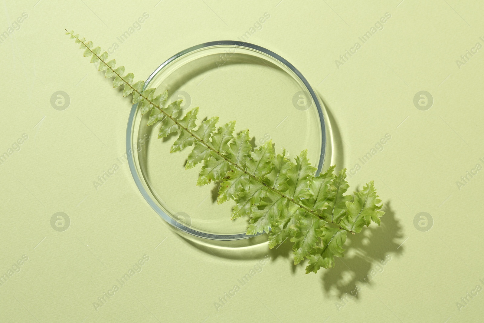 Photo of Petri dish with fresh fern leaf on light green background, top view