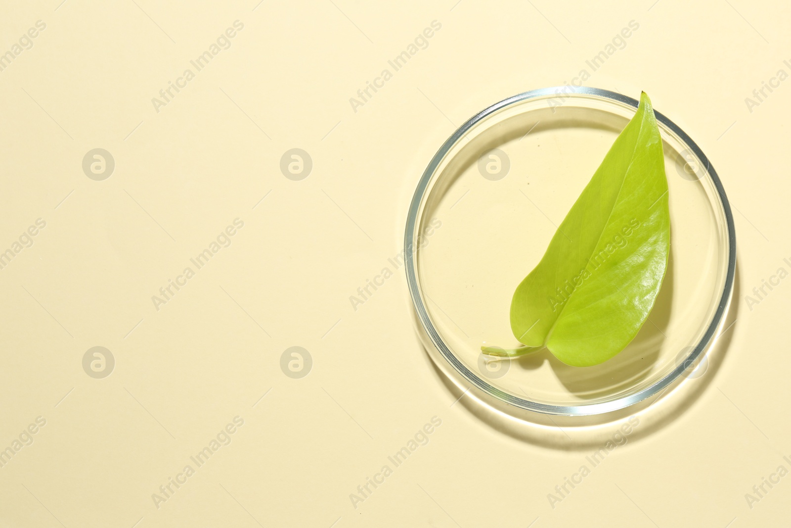 Photo of Petri dish with fresh leaf on beige background, top view. Space for text