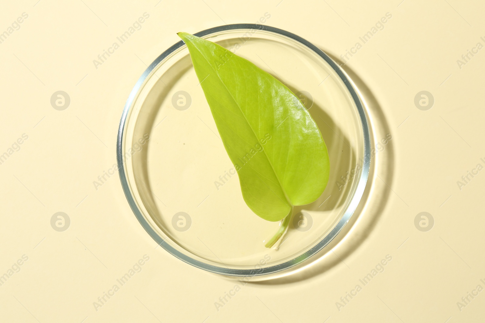 Photo of Petri dish with fresh leaf on beige background, top view