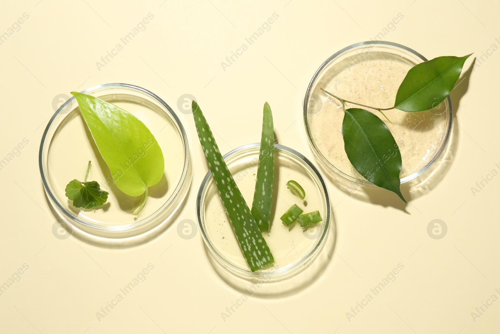 Photo of Petri dishes with different fresh leaves on beige background, flat lay