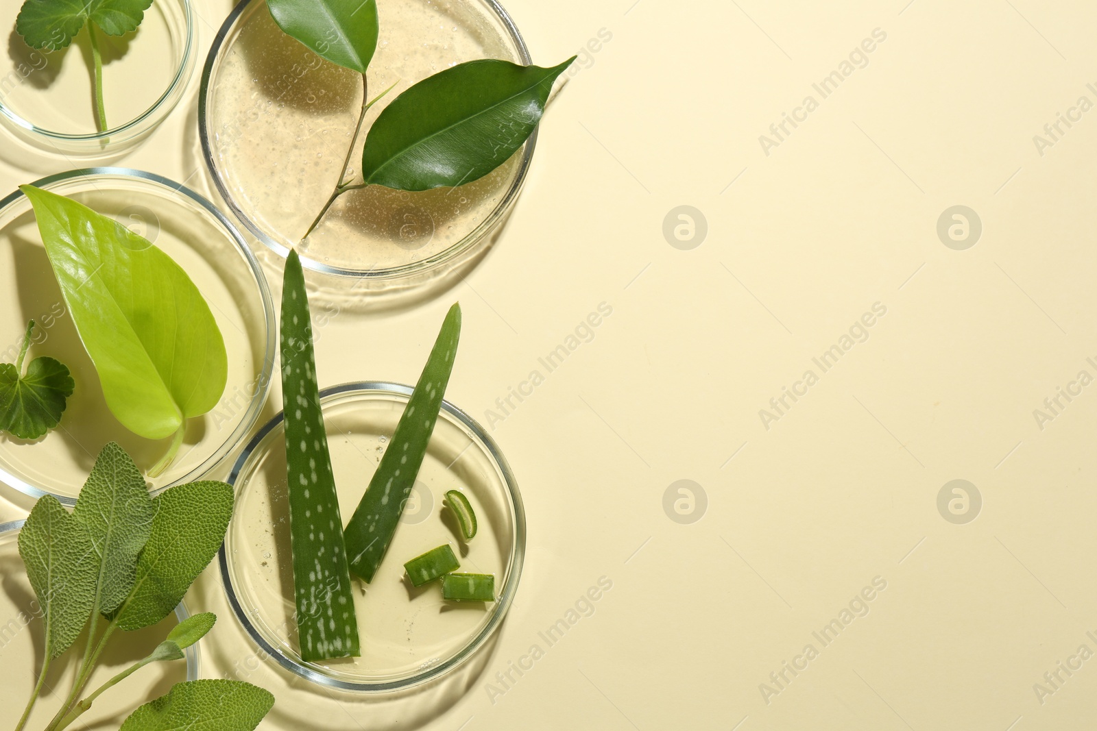 Photo of Petri dishes with different fresh leaves on beige background, flat lay. Space for text