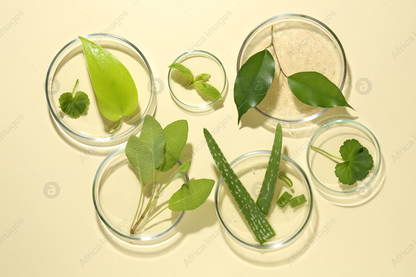 Photo of Petri dishes with different fresh leaves on beige background, flat lay