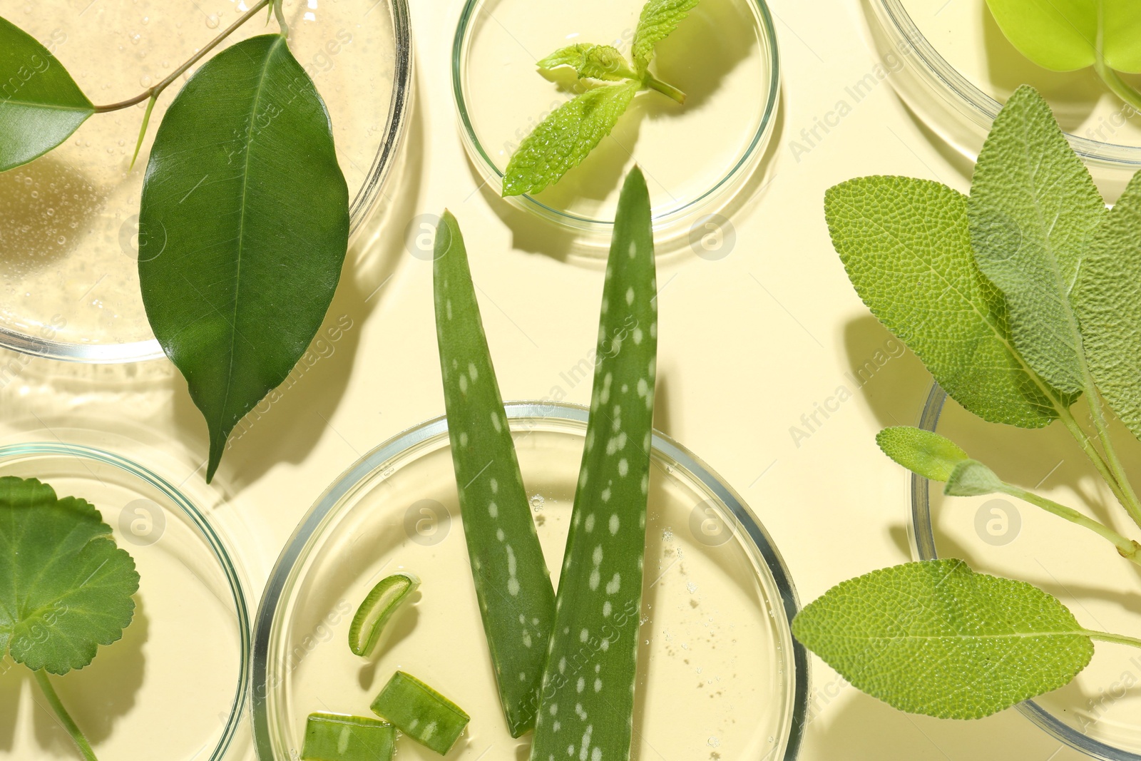 Photo of Petri dishes with different fresh leaves on beige background, flat lay