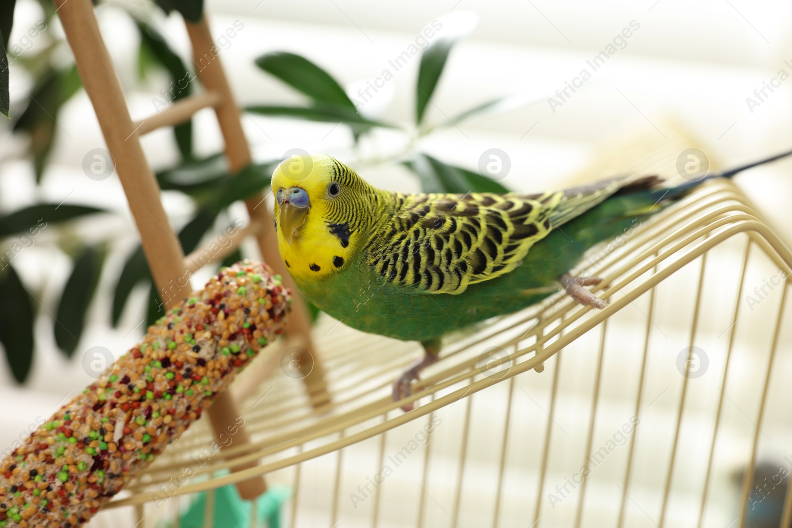 Photo of Pet parrot. Beautiful budgerigar sitting on cage indoors