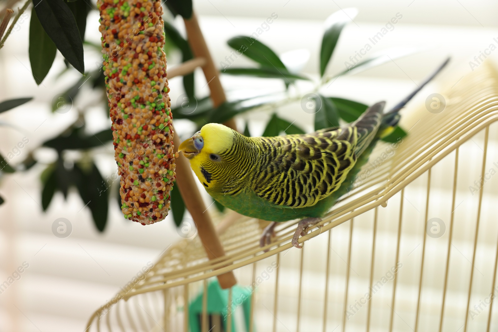 Photo of Pet parrot. Beautiful budgerigar eating bird treat on cage indoors