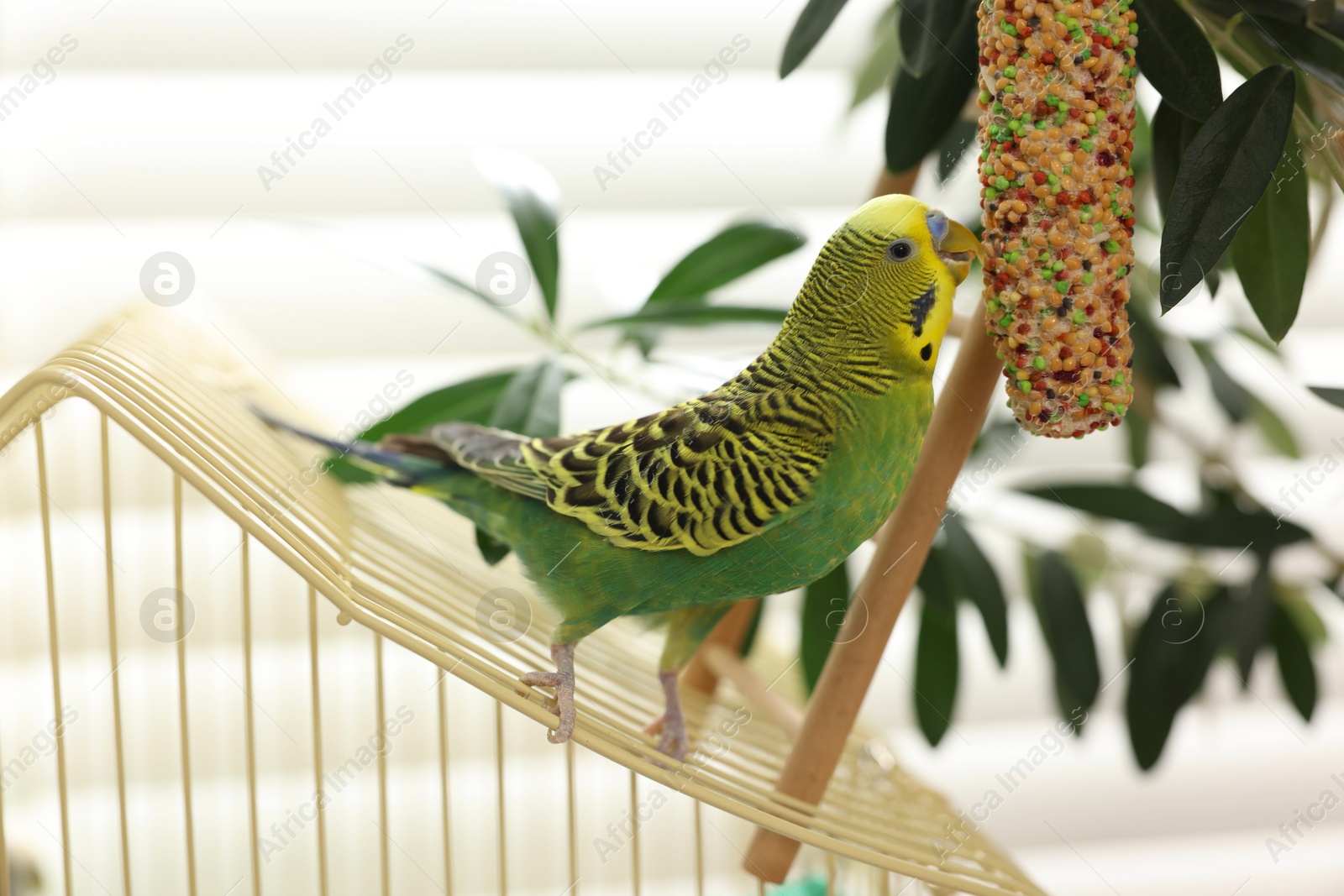 Photo of Pet parrot. Beautiful budgerigar eating bird treat on cage indoors