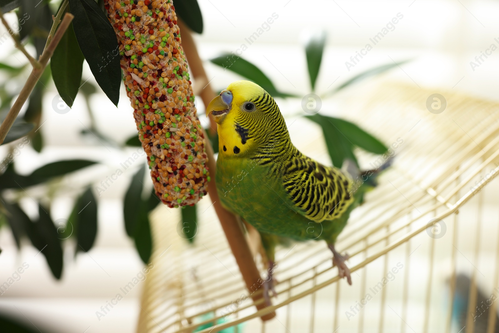 Photo of Pet parrot. Beautiful budgerigar eating bird treat on cage indoors