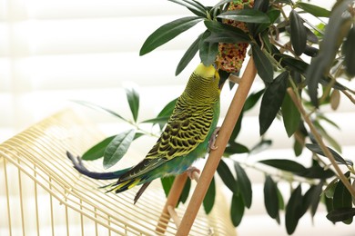 Photo of Pet parrot. Beautiful budgerigar eating bird treat on decorative ladder indoors