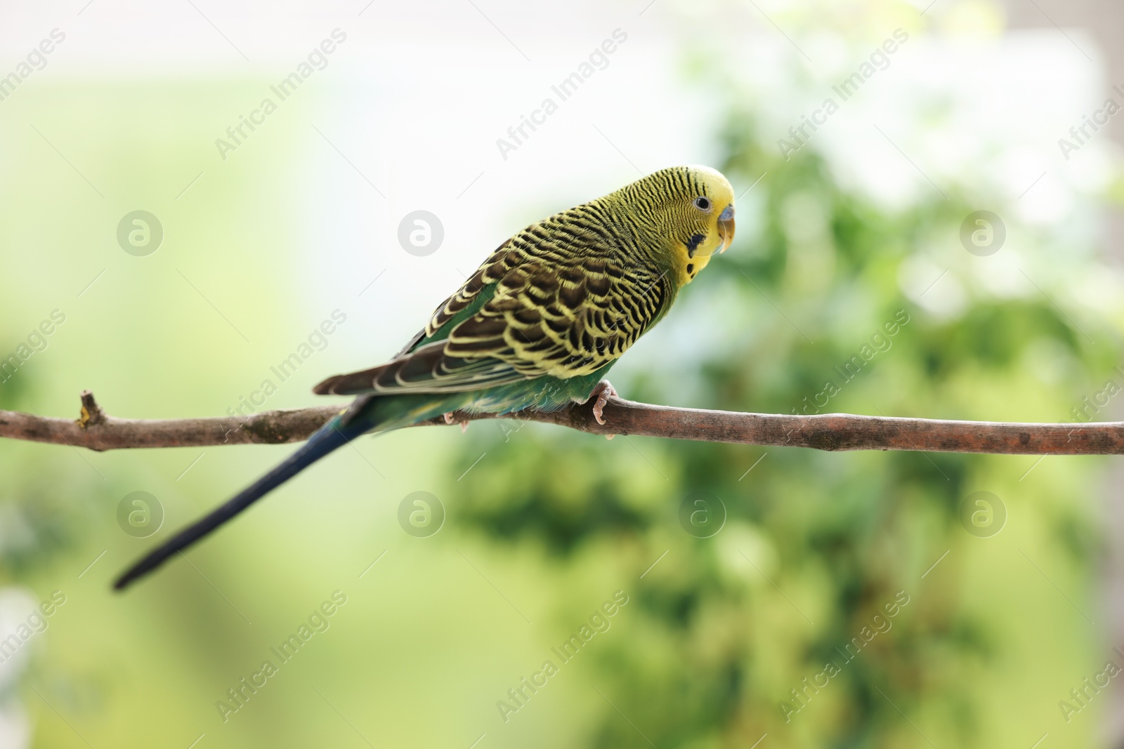 Photo of Pet parrot. Cute budgerigar sitting on stick against blurred background