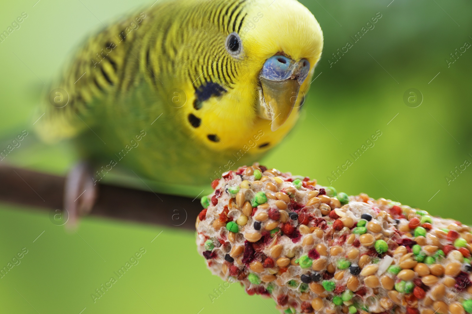 Photo of Pet parrot. Cute green budgerigar and bird treat on blurred background