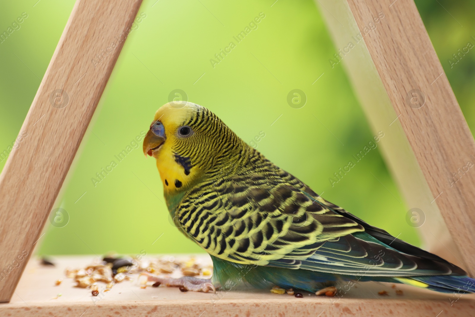 Photo of Pet parrot. Cute budgerigar and seeds on wooden bird feeder