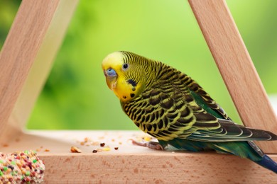 Photo of Pet parrot. Cute budgerigar and bird treat on wooden feeder