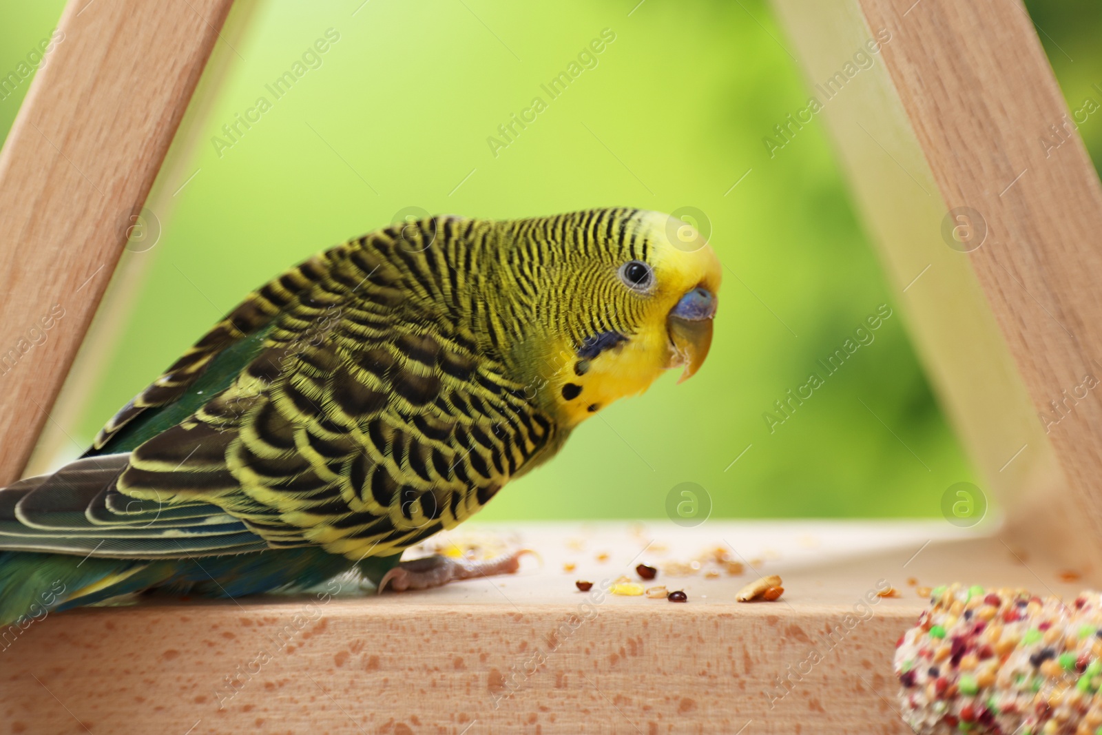 Photo of Pet parrot. Cute budgerigar and bird treat on wooden feeder