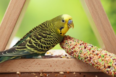 Photo of Pet parrot. Cute budgerigar and bird treat on wooden feeder