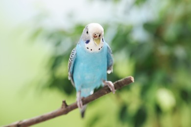 Photo of Pet parrot. Cute budgerigar sitting on stick against blurred background