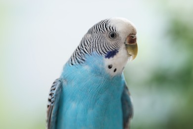 Photo of Pet parrot. Cute light blue budgerigar on blurred background, closeup