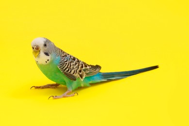 Photo of Beautiful parrot on yellow background. Exotic pet