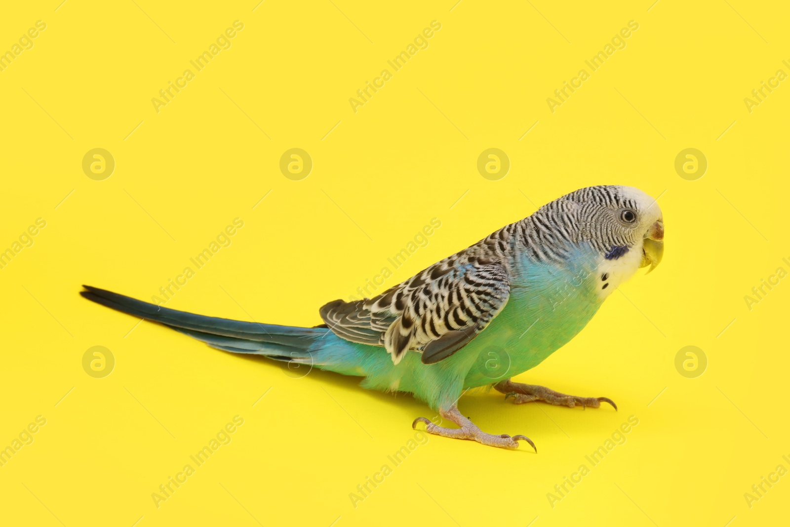 Photo of Beautiful parrot on yellow background. Exotic pet