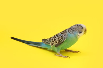 Beautiful parrot on yellow background. Exotic pet