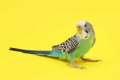 Photo of Beautiful parrot on yellow background. Exotic pet