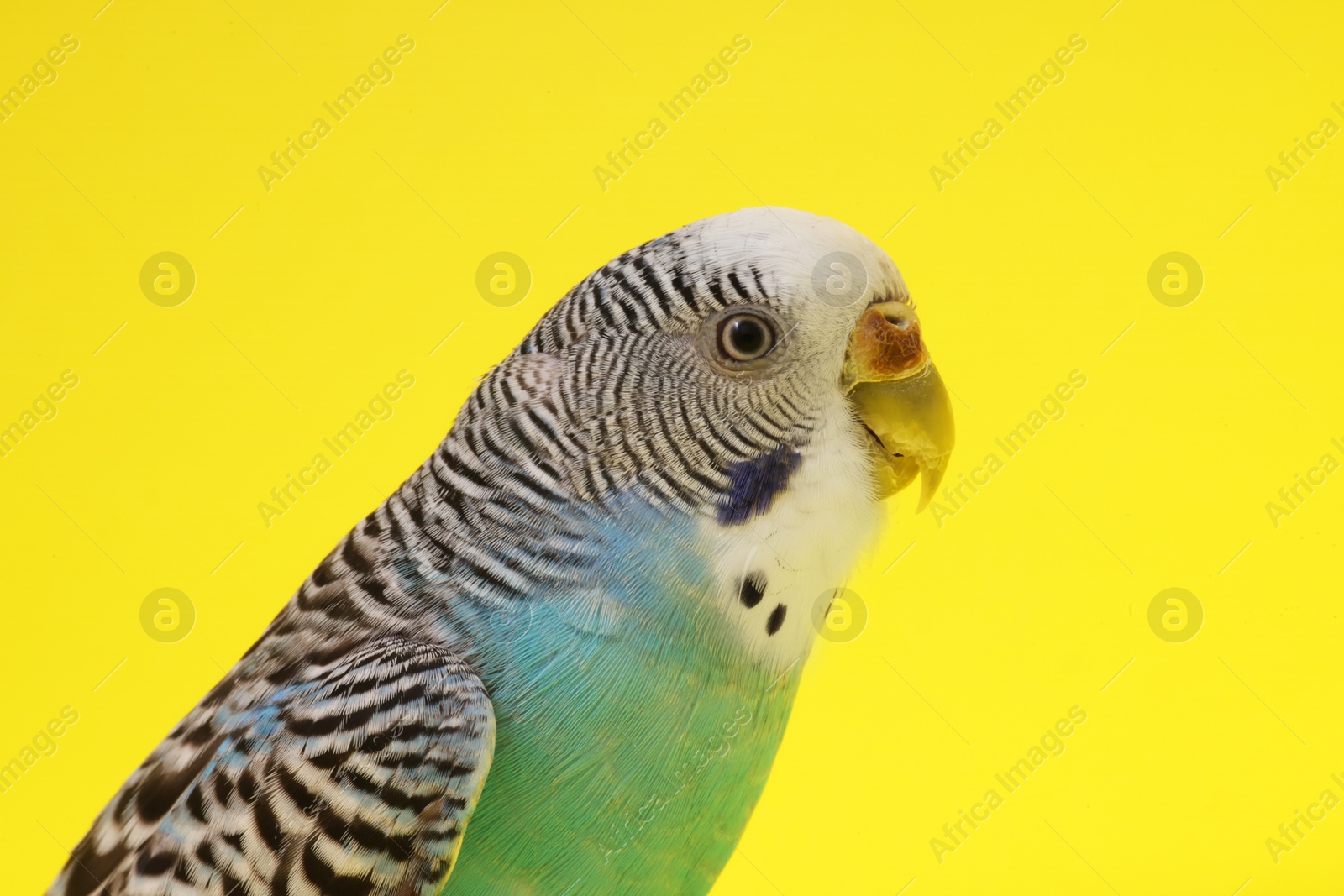 Photo of Beautiful parrot on yellow background, closeup. Exotic pet