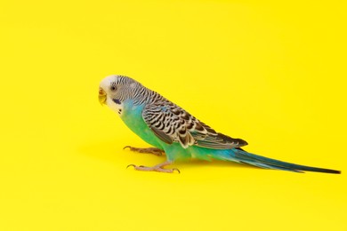 Photo of Beautiful parrot on yellow background. Exotic pet