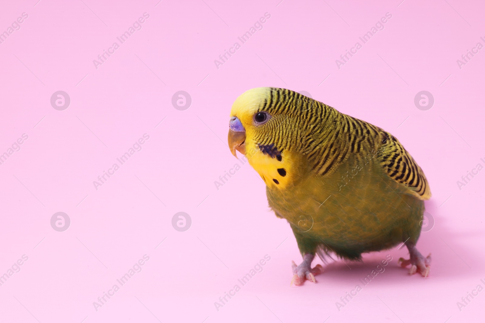 Photo of Beautiful bright parrot on pink background, space for text. Exotic pet