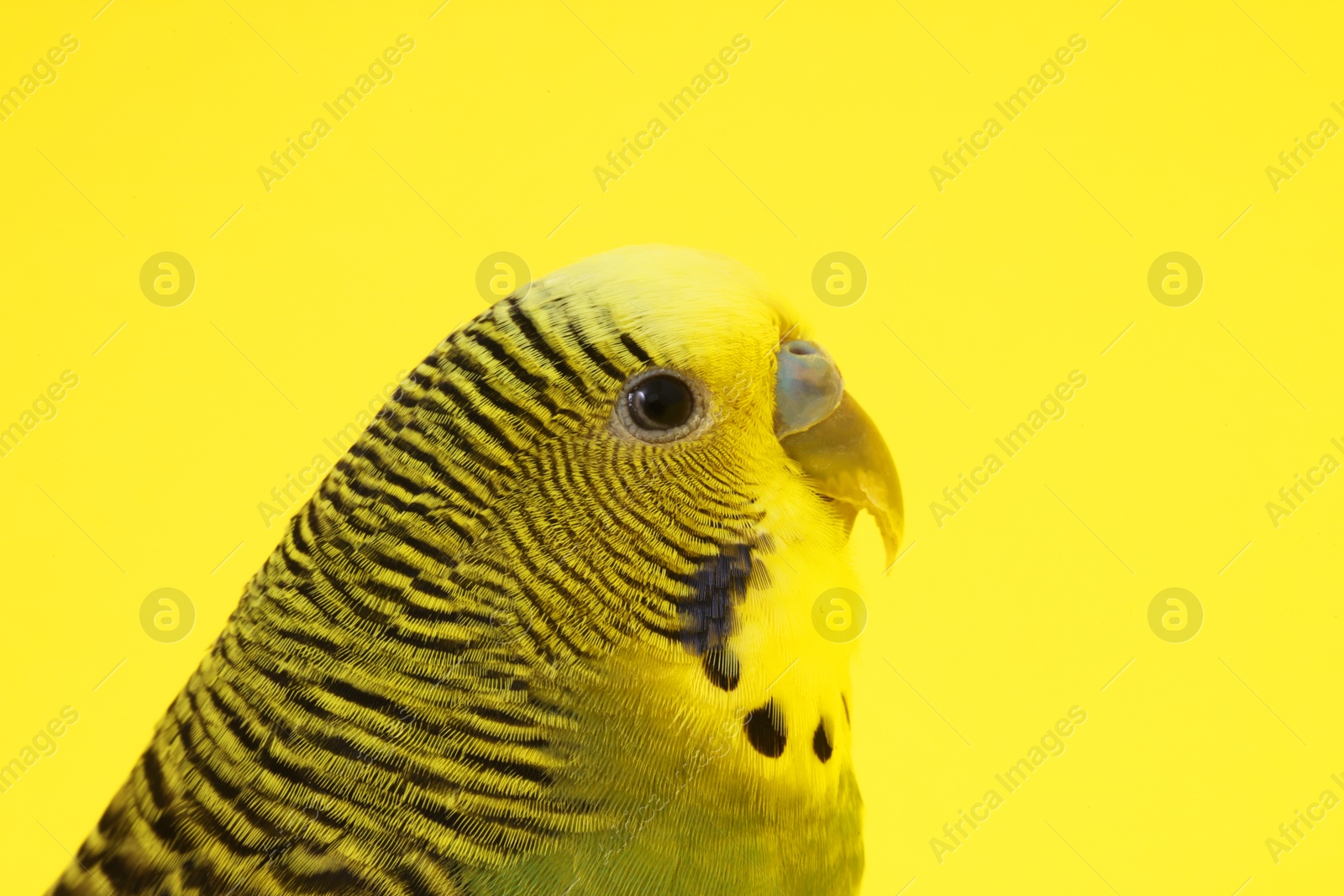 Photo of Beautiful bright parrot on yellow background, closeup. Exotic pet