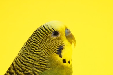 Photo of Beautiful bright parrot on yellow background, closeup. Exotic pet