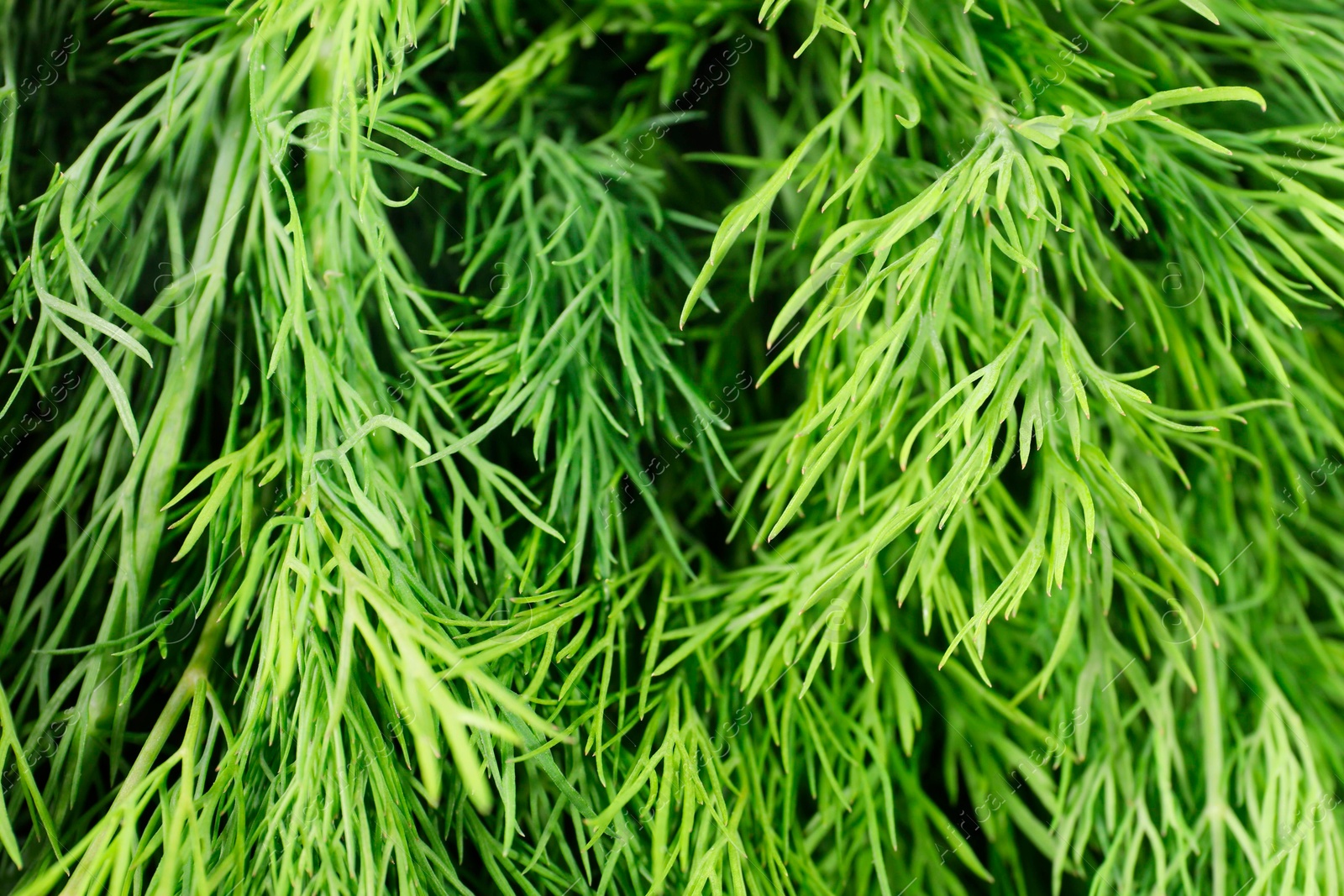 Photo of Sprigs of fresh green dill as background, closeup