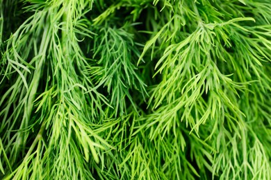 Photo of Sprigs of fresh green dill as background, closeup