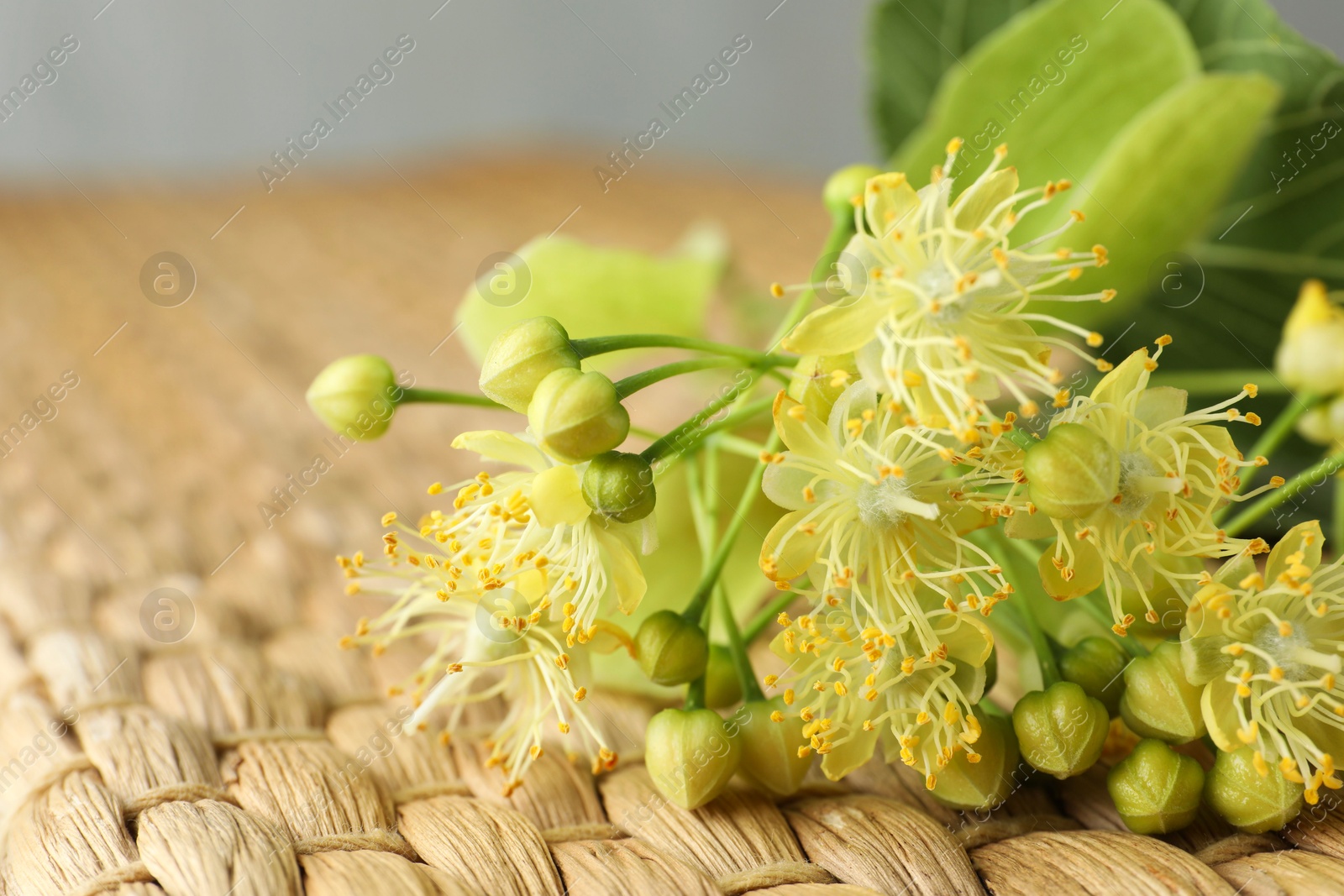 Photo of Fresh linden leaves and flowers on wicker mat, closeup