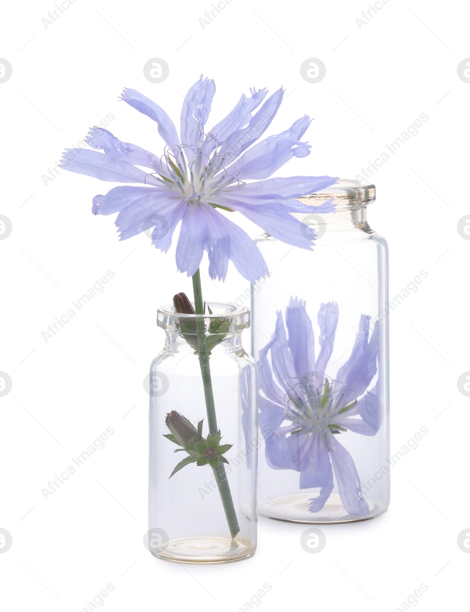 Photo of Beautiful cichorium flowers in glass bottles isolated on white