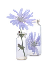 Beautiful cichorium flowers in glass bottles isolated on white