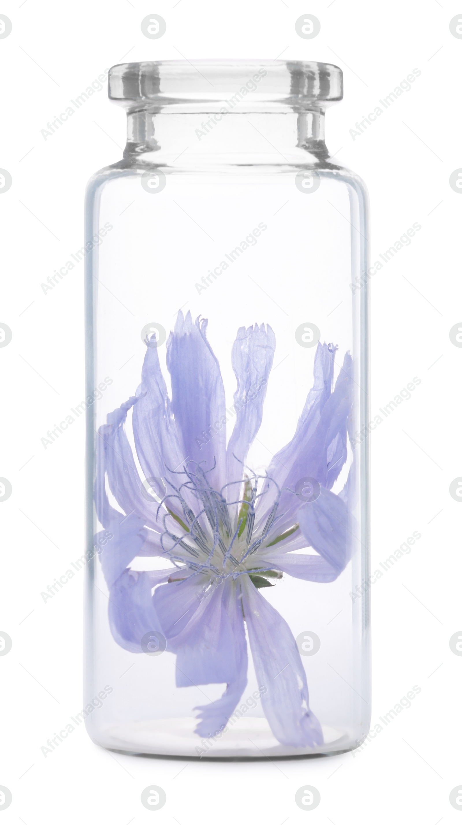 Photo of Beautiful cichorium flower in glass bottle isolated on white