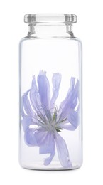 Beautiful cichorium flower in glass bottle isolated on white