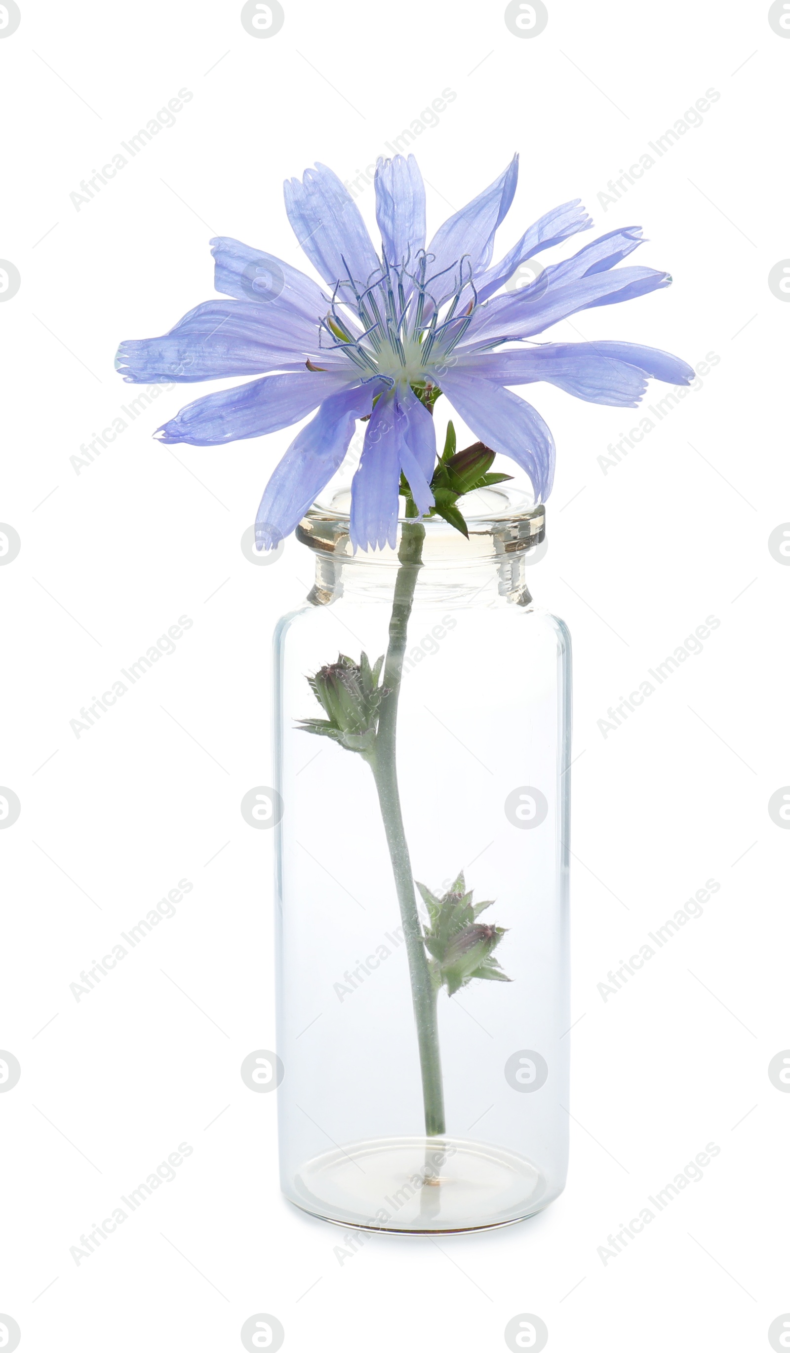 Photo of Beautiful cichorium flower in glass bottle isolated on white