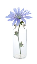 Photo of Beautiful cichorium flower in glass bottle isolated on white