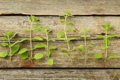 Photo of Sprigs of fresh green oregano on wooden table, top view