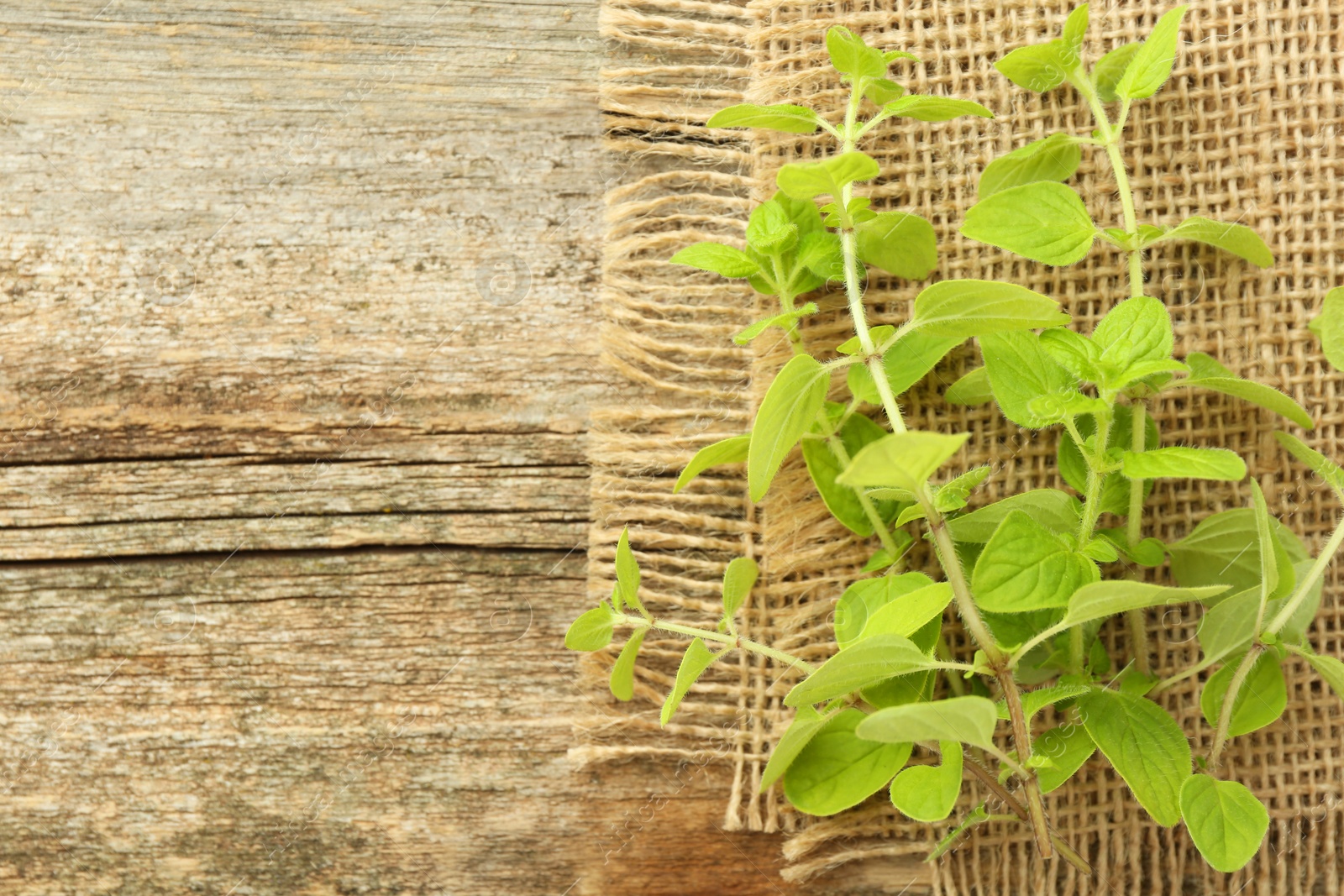 Photo of Sprigs of fresh green oregano on wooden table, top view. Space for text