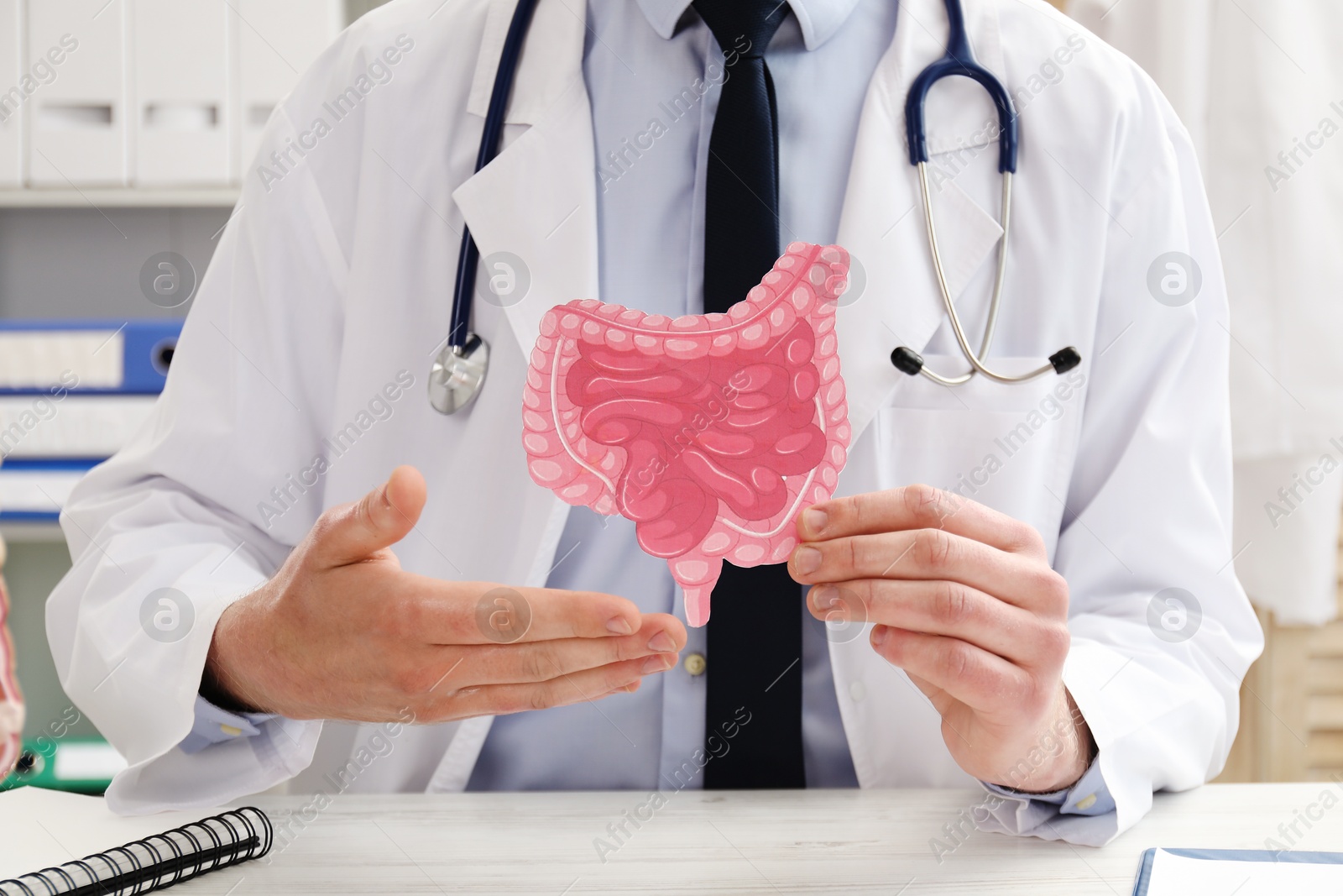 Photo of Doctor showing paper intestine cutout at white wooden table in clinic, closeup