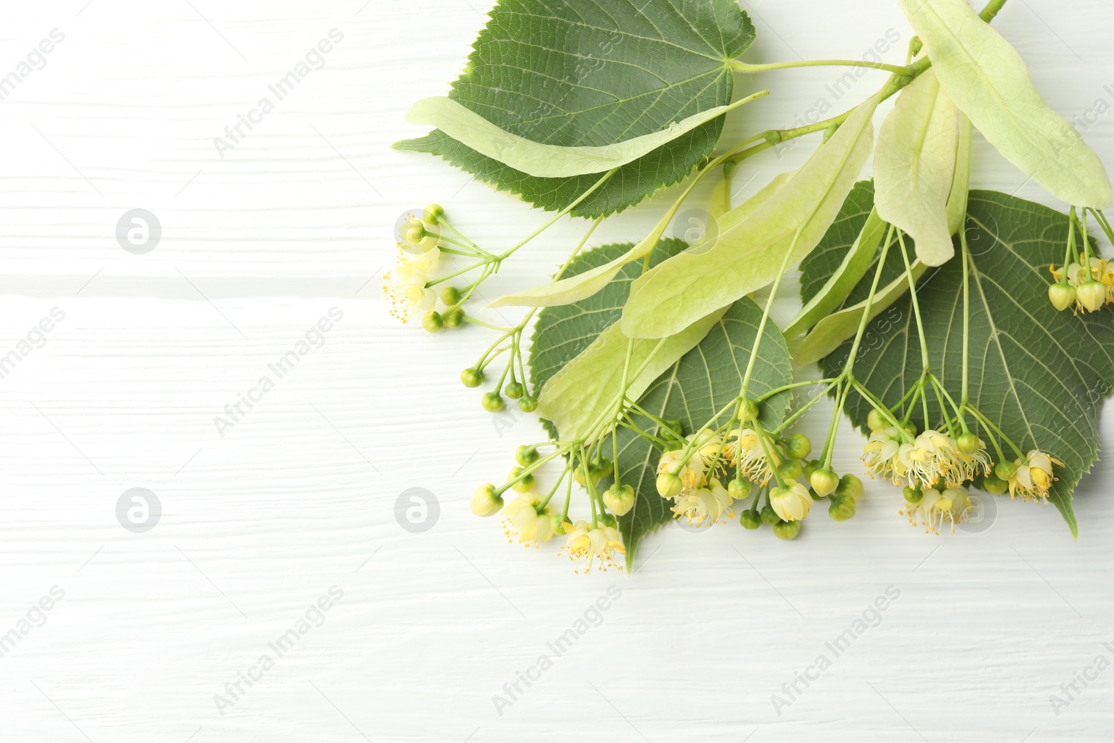 Photo of Fresh linden leaves and flowers on white wooden table, top view. Space for text