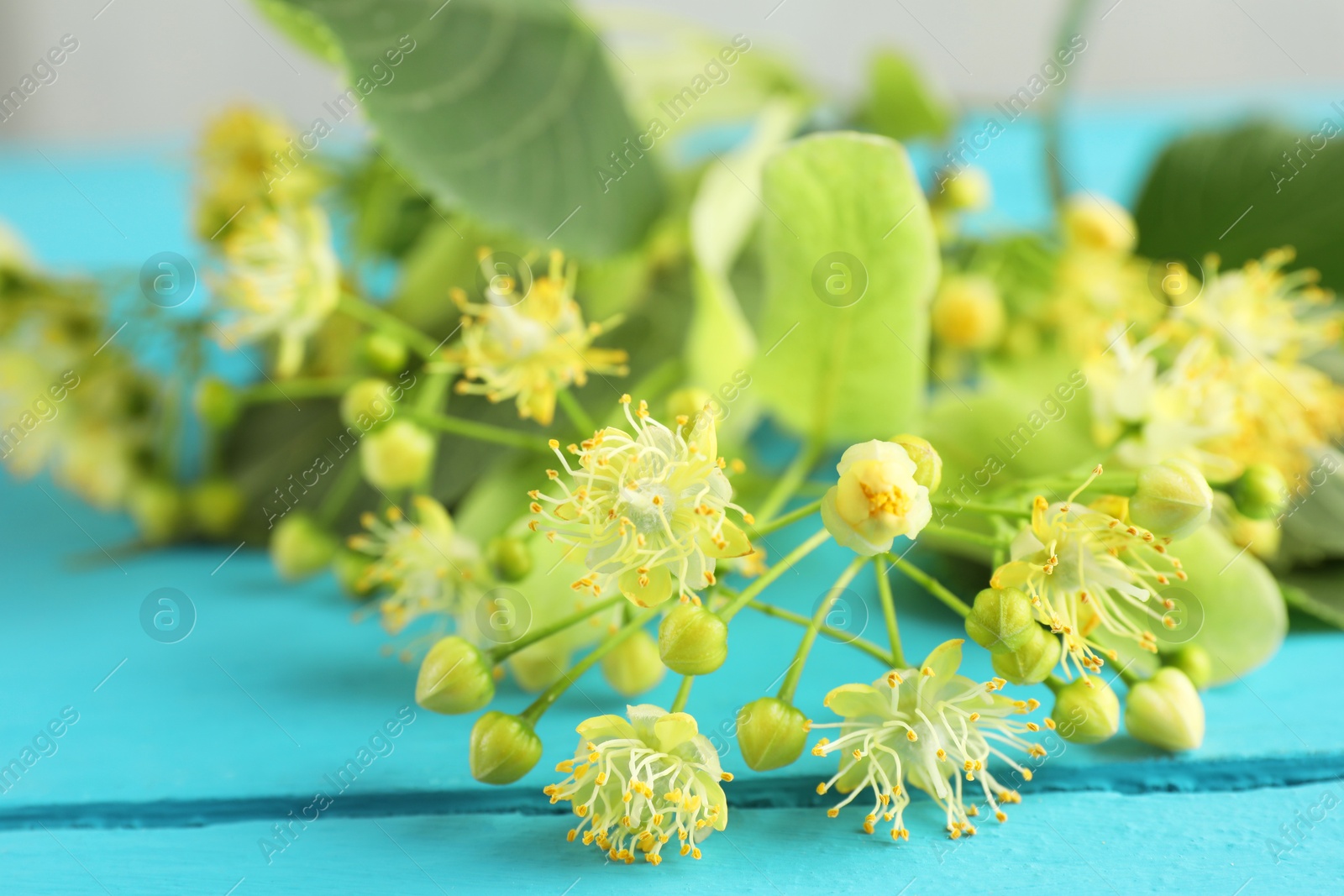 Photo of Fresh linden leaves and flowers on light blue wooden table, closeup