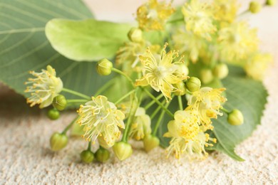 Fresh linden leaves and flowers on light table, closeup