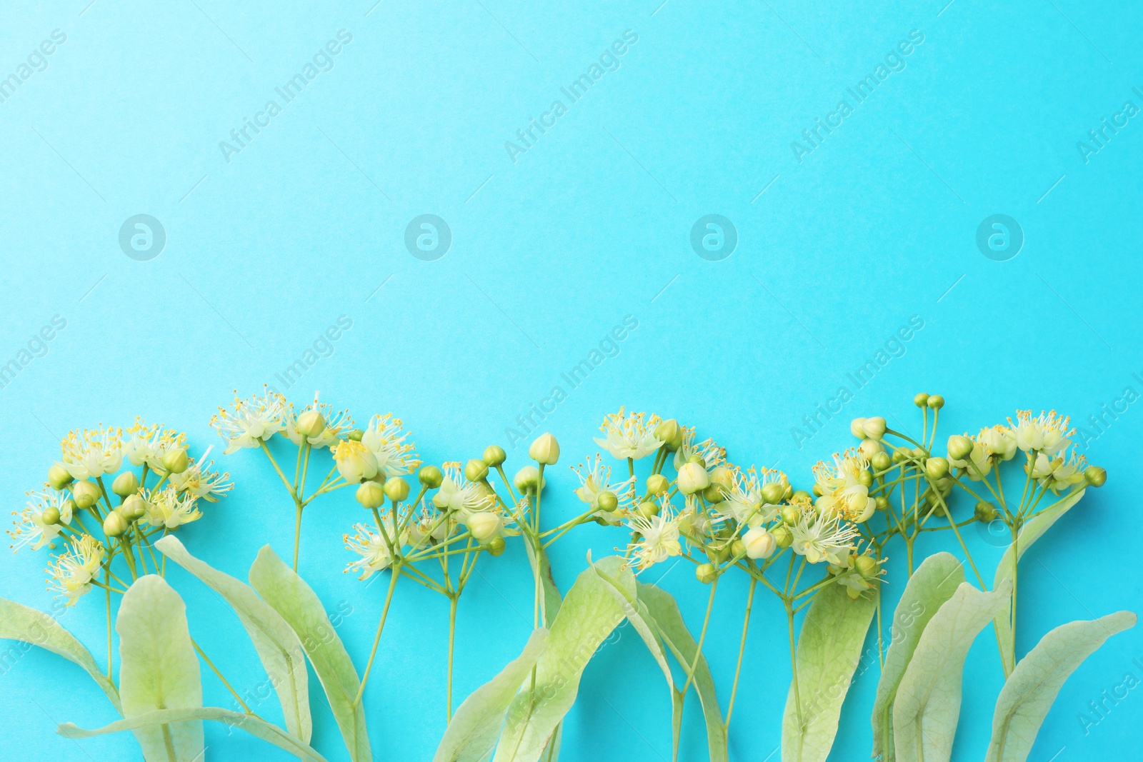 Photo of Fresh linden leaves and flowers on light blue background, top view. Space for text